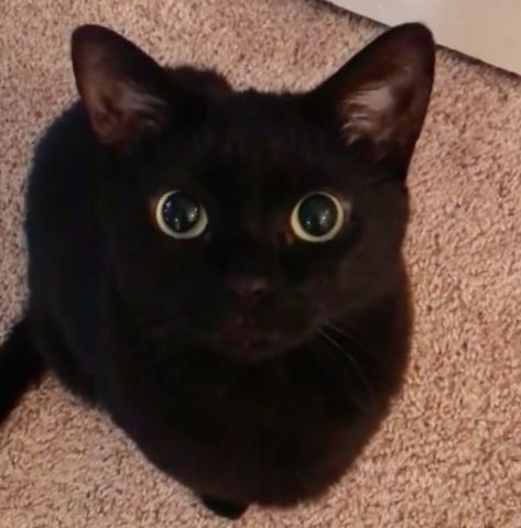 吃饭时间到了,猫咪炙热的眼神配上奶叫声,让所有铲屎官都心甘情愿拿