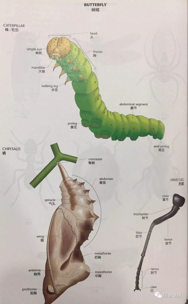 辉格英语培训 每日英语词汇之 蜂蝶 篇