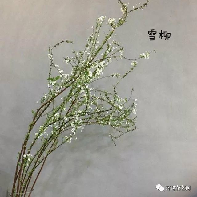 识花随笔 如果你没见过下雪 那你一定见过它