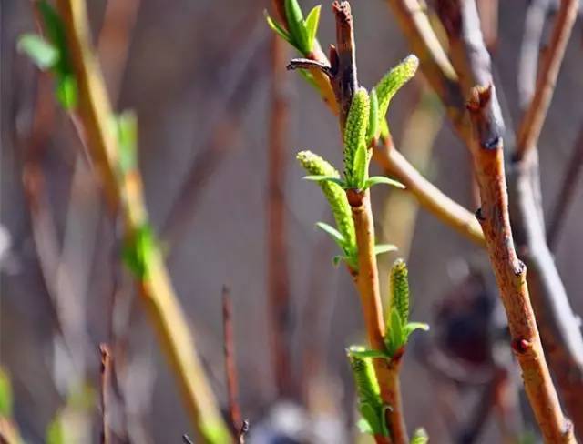 柳树之美,婀娜多姿生机盎然
