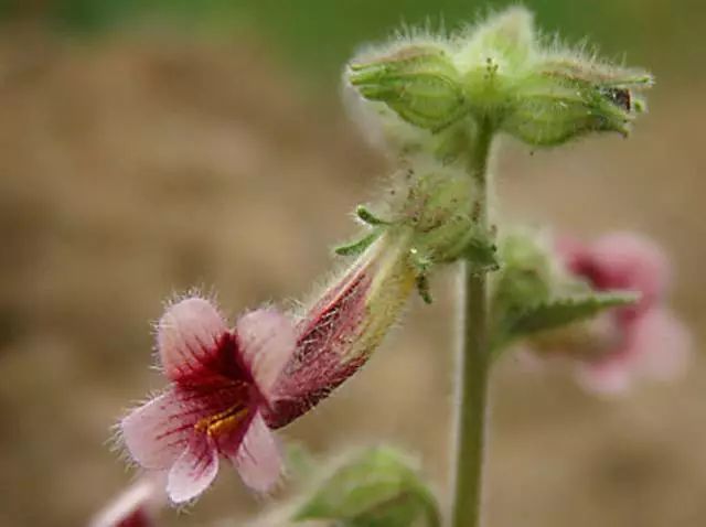 這些野花野草別採!