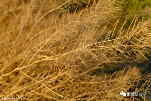 大人带上一个大担笼,尽自己的力气在大麦草垛上扯一担笼麦秸,用来燎花
