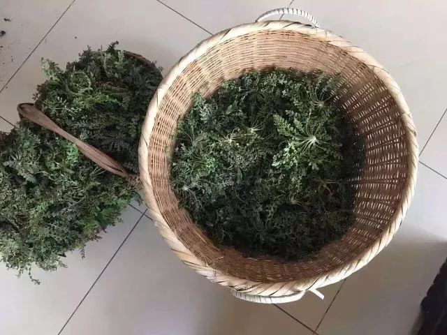 大半筐——主要因为我还是带回了诸如苦杩菜,灰灰菜等等一些近似野菜