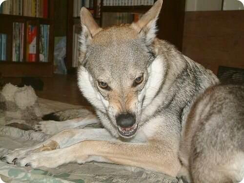 世界上长得最像狼的狗!