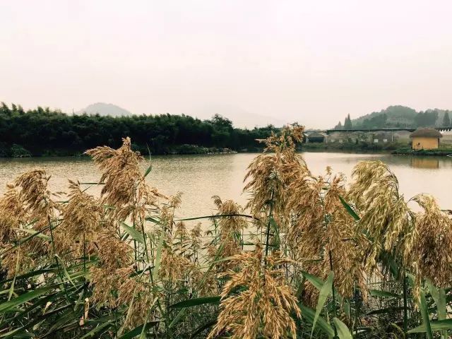 就在余杭良渚!高晓松的晓书馆开馆啦!你可以在