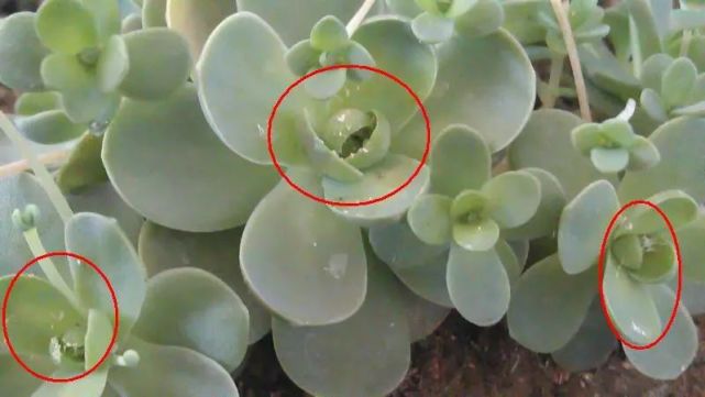 此外,也可用速扑杀800-1000倍液喷杀.