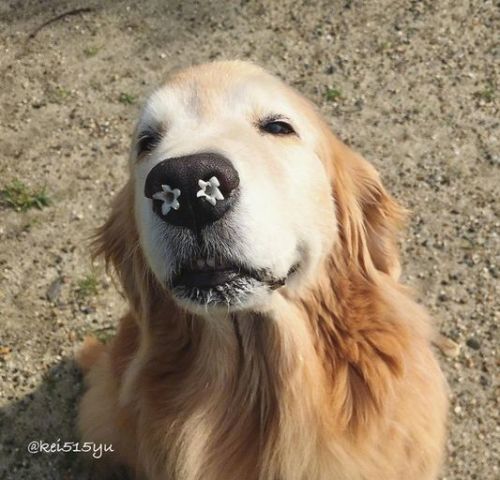 13岁的金毛拍照还像小奶狗,网友:少女心都炸裂了