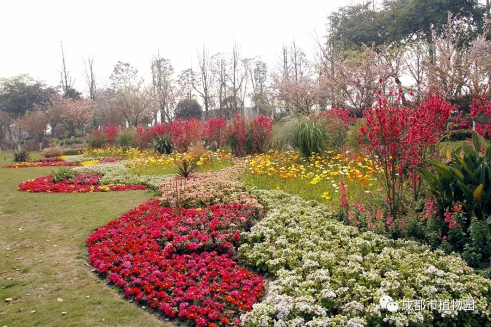 花重锦官城,成都街边的春光