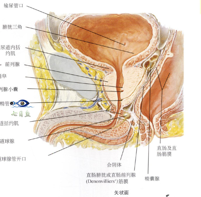 前列腺是个什么县?漫话前列腺之一