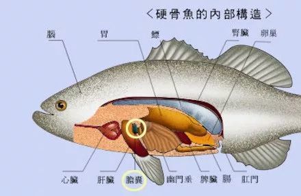 鱼这个部位千万别乱吃有毒几乎吃一个倒一个