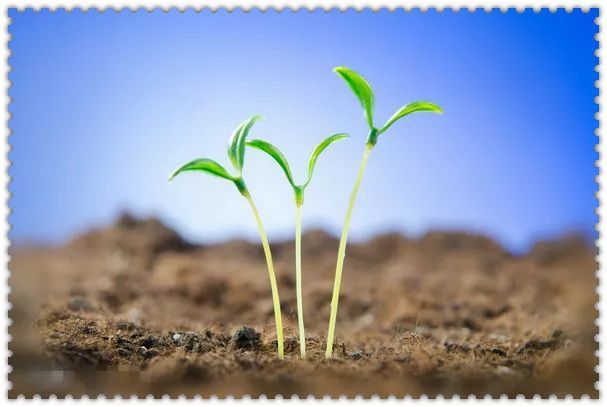 风●召南●草虫-拼音+注解+议论