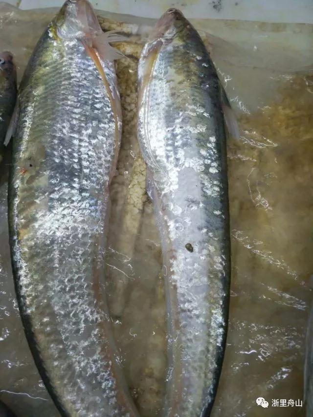 "明前鱼骨软如绵,明后鱼骨硬如铁"过了清明鱼骨就变硬成"老刀"了.