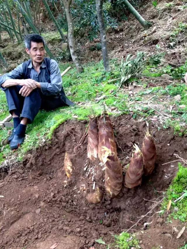 浙江现"超级笋王"!这次是22笋连根