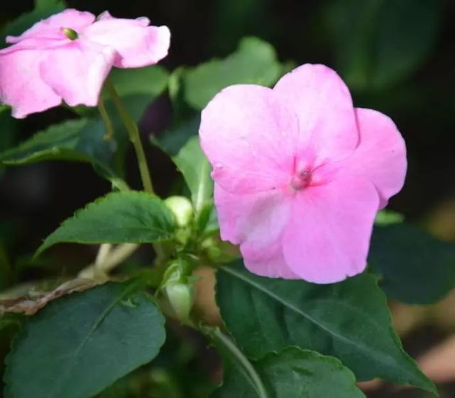 蘇丹鳳仙花竟如此美麗