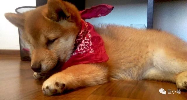 哪来的那么多赛级犬 大部分都是骗人的 腾讯网