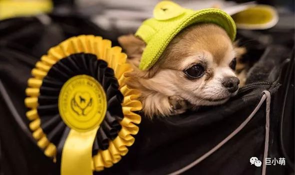 哪来的那么多赛级犬 大部分都是骗人的 腾讯网