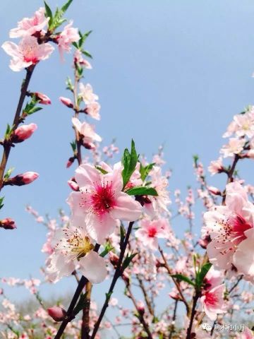 春分晝夜無長短 一首桃花 桃花, 那一樹