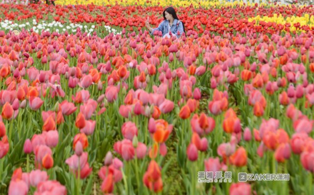 省植物园郁金香70万株花开了三个品种混合种植花期40天 腾讯网
