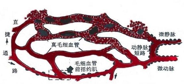 糖尿病并发症|这类全新化合物，遏制并发症，逆转糖尿病