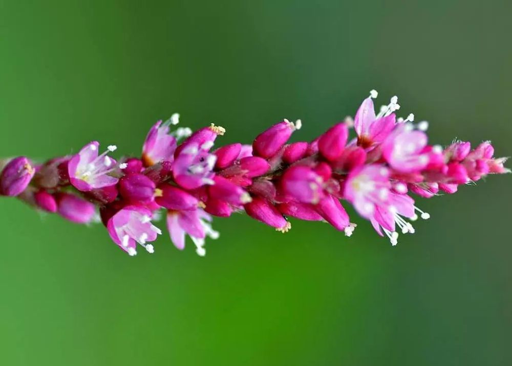 花开绚烂 红蓼花 腾讯新闻
