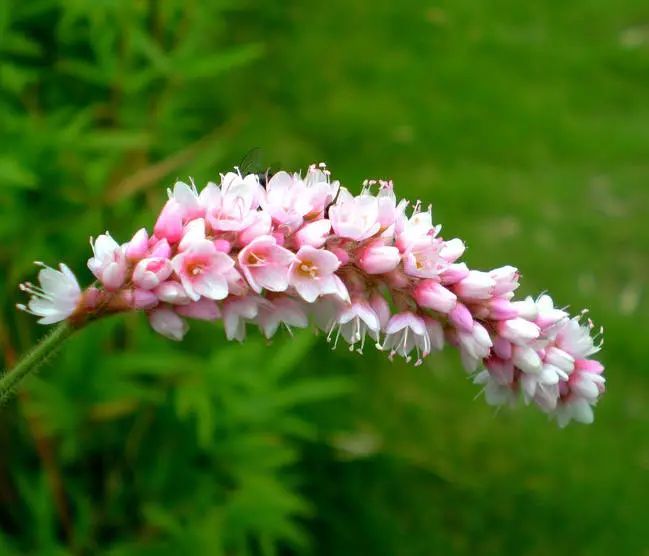 花开绚烂 红蓼花 腾讯新闻