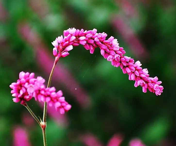 花开绚烂:红蓼花