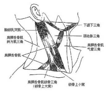 頸部解剖詳解,你值得收藏!