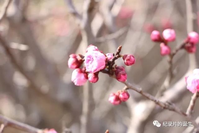 《鼓山寺》纪录片选题报告