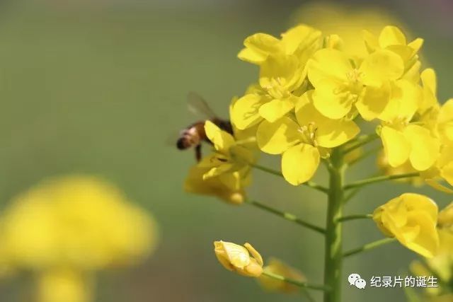 《鼓山寺》纪录片选题报告