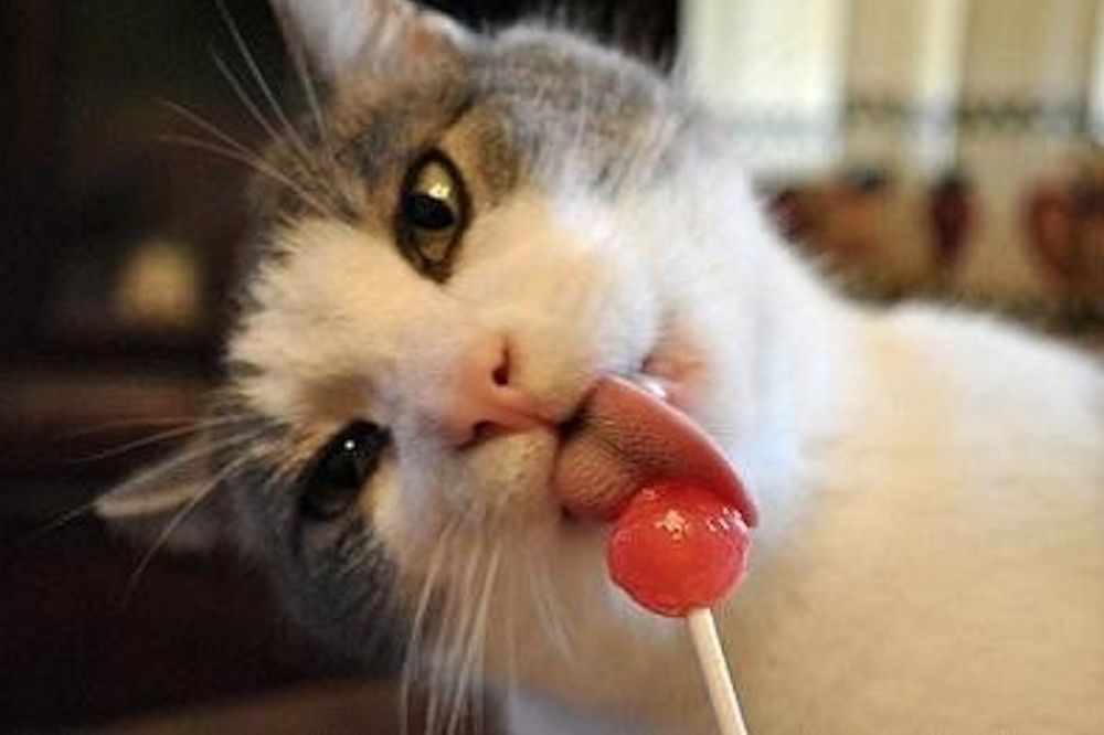 猫咪的味觉和人类的一样吗,我们喜爱的食物它们是否觉得好吃呢?