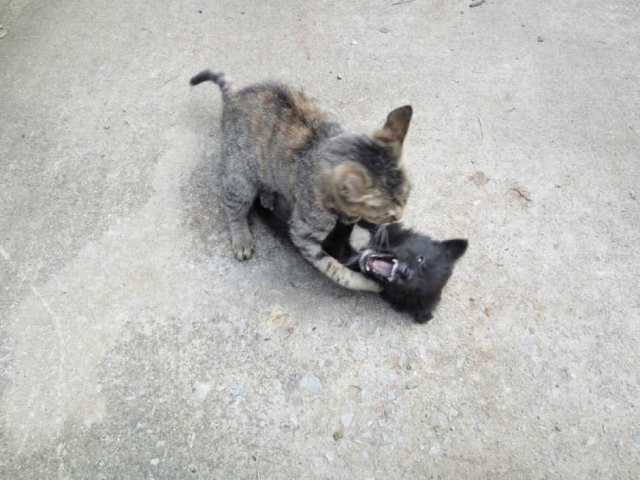 中华田园犬小奶狗被猫打得哀嚎面目狰狞,过后还要厚脸皮黏着猫!