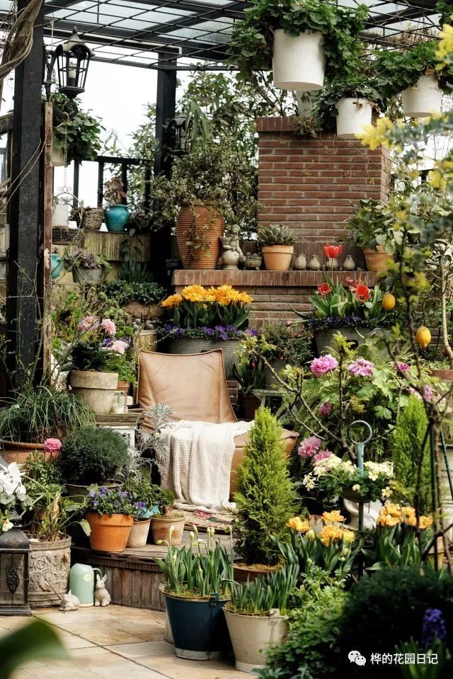 桦的花园日记 早春球根季