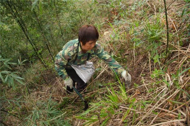 大洋野生山珍揭西苦筍正當時