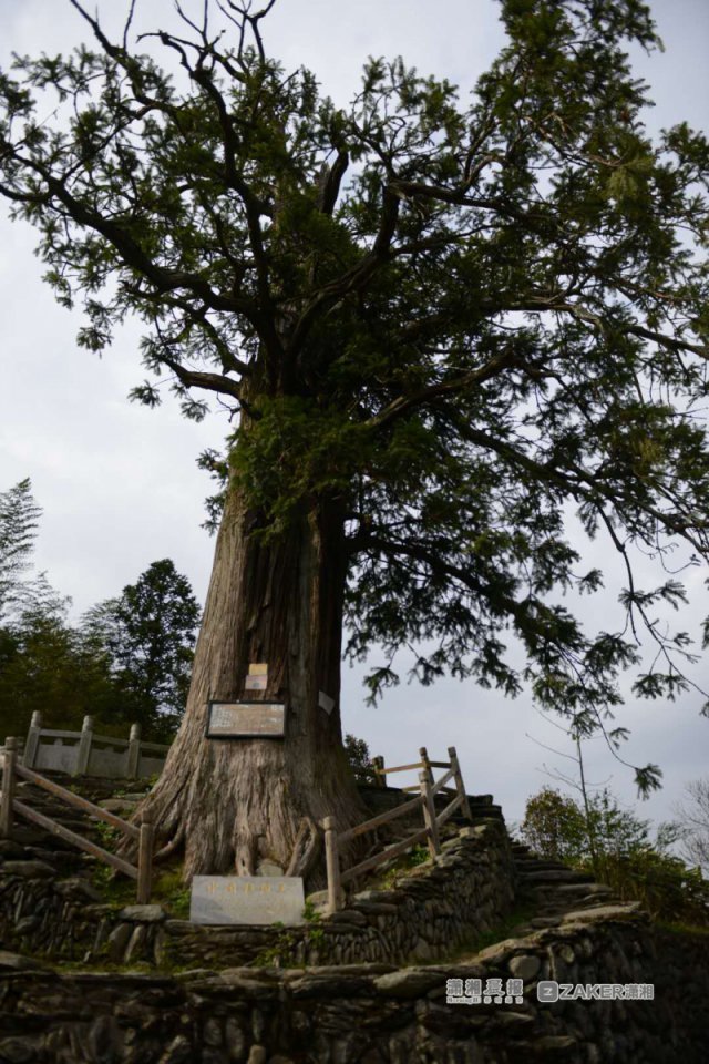 这棵28米的"中国杉树之王" 它藏在邵阳的这个地方_大湘网_腾讯网