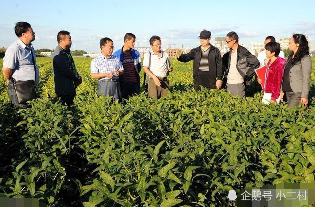 黑农84大豆产量多高?