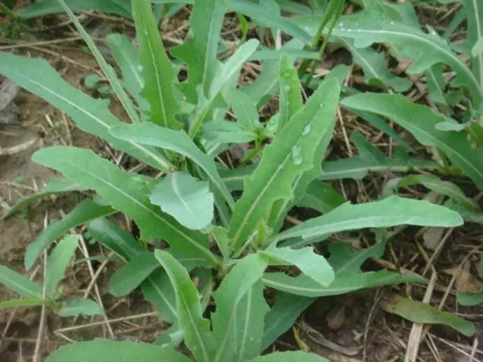 带你认识河间本地的野菜 再考考你会不会吃野菜 腾讯新闻