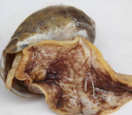 这种不起眼的海鲜叫"老婆脚",20元一斤,味道比鲍鱼还要好!