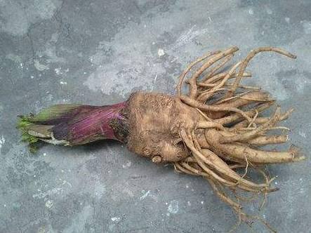 婆婆路边买花根盆栽,说会开出彼岸花,没想到长成这样!