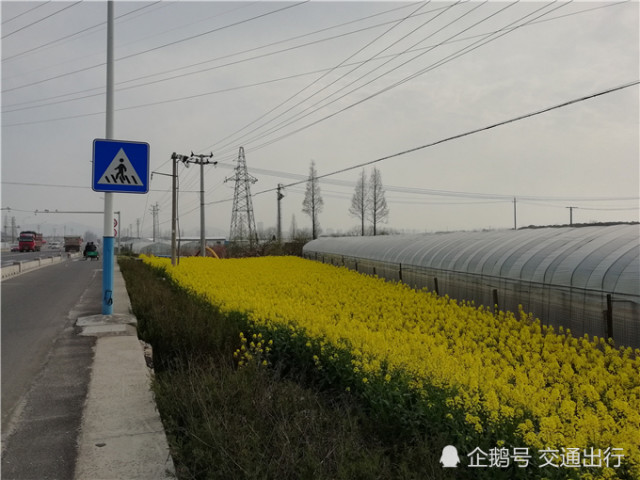 在浙江省紹興市上虞區邊瀝線上,感受大片大片金黃色的油菜花田!