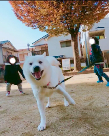 主人下班回家,沉睡中的柴犬秒起床,飛機耳伸爪求擊掌,汪星人:倫家等你