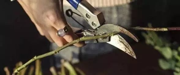 叶柄|花艺与铁丝设计技巧