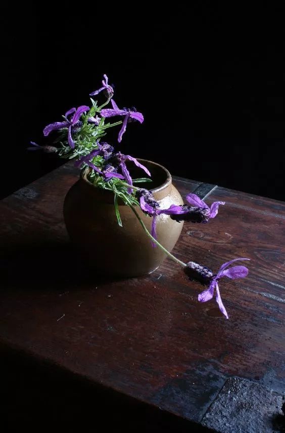 叶柄|花艺与铁丝设计技巧