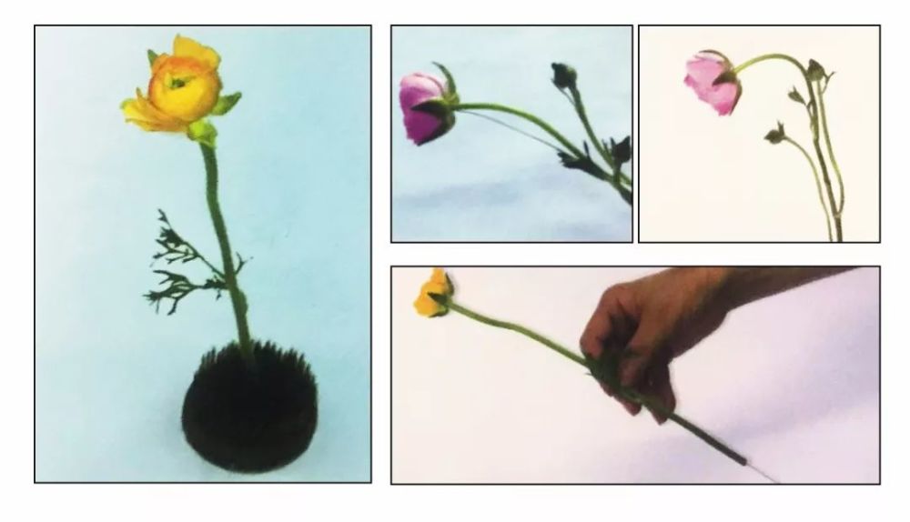 叶柄|花艺与铁丝设计技巧