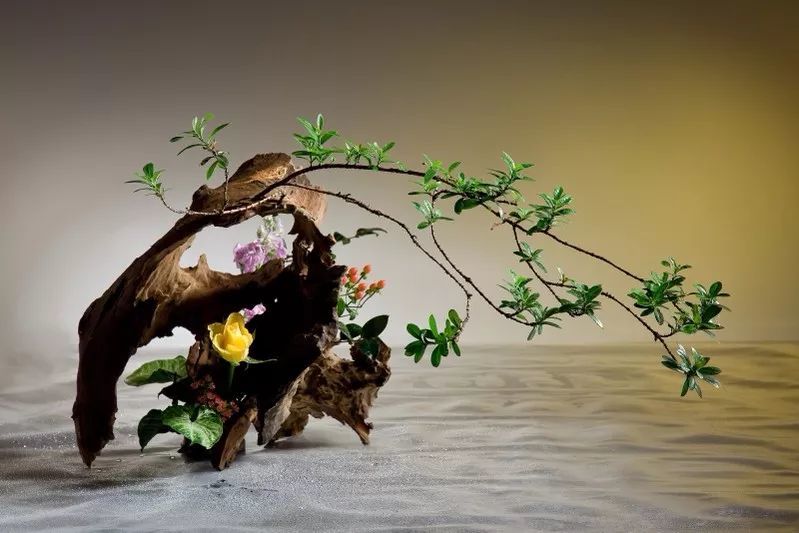 叶柄|花艺与铁丝设计技巧