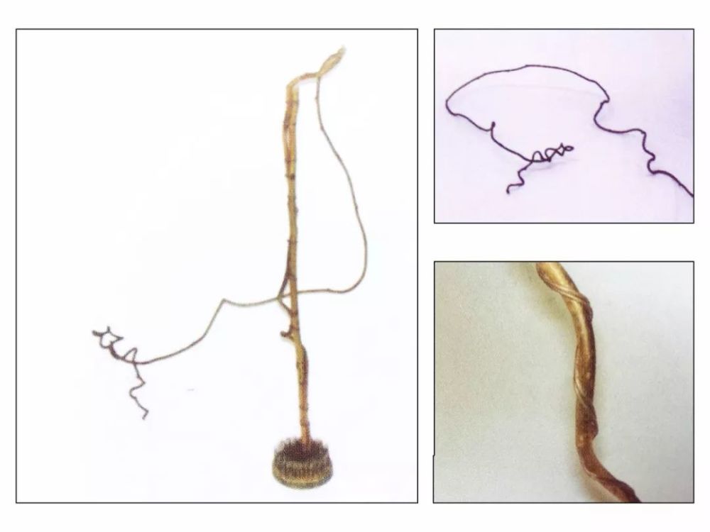 叶柄|花艺与铁丝设计技巧