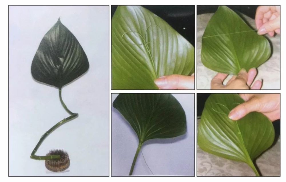 叶柄|花艺与铁丝设计技巧