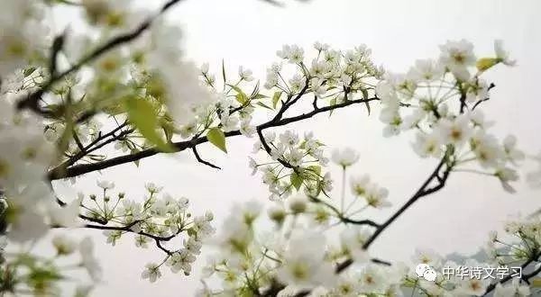 欧阳修名句赏读:残雪压枝犹有橘,冻雷惊笋欲抽芽
