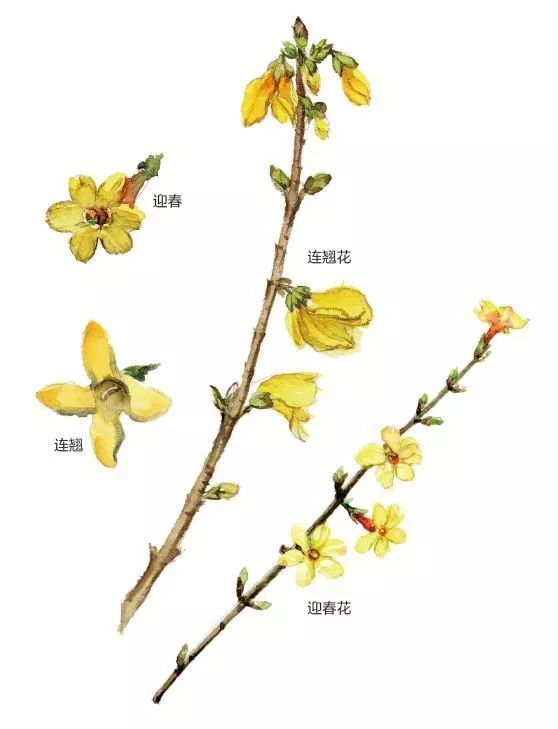 不趁春天好好看花3月就白过了