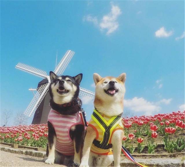 十一年相互陪伴,两只柴柴的感情让人嫉妒!