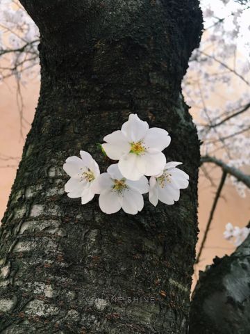 日版樱花服务器（日版樱花服务器怎么用） 日版樱花服务器（日版樱花服务器怎么用）「日本樱花服务器sakura」 行业资讯